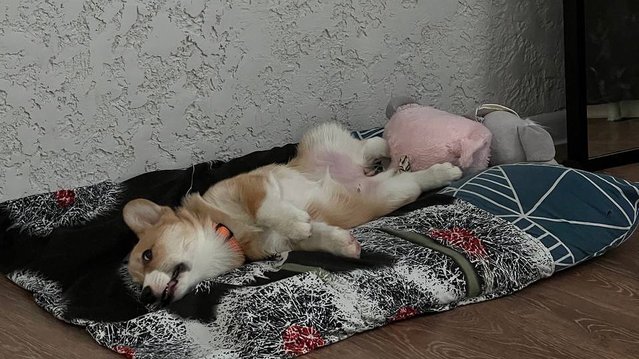 Главная картинка новости: Не портят ремонт и не пахнут псиной: лучшие породы собак для квартиры