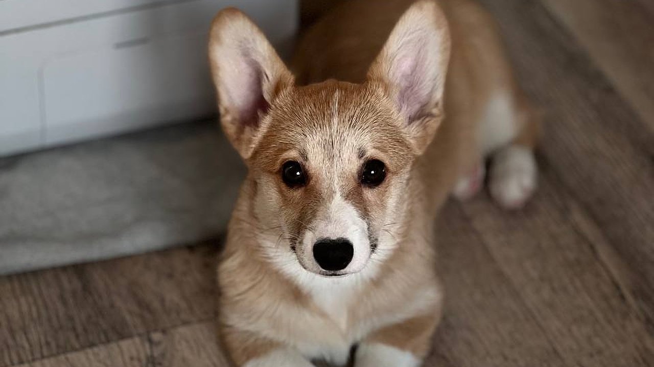 Главная картинка новости: Почему собака лижет ноги хозяину: естественные причины и как скорректировать привычку