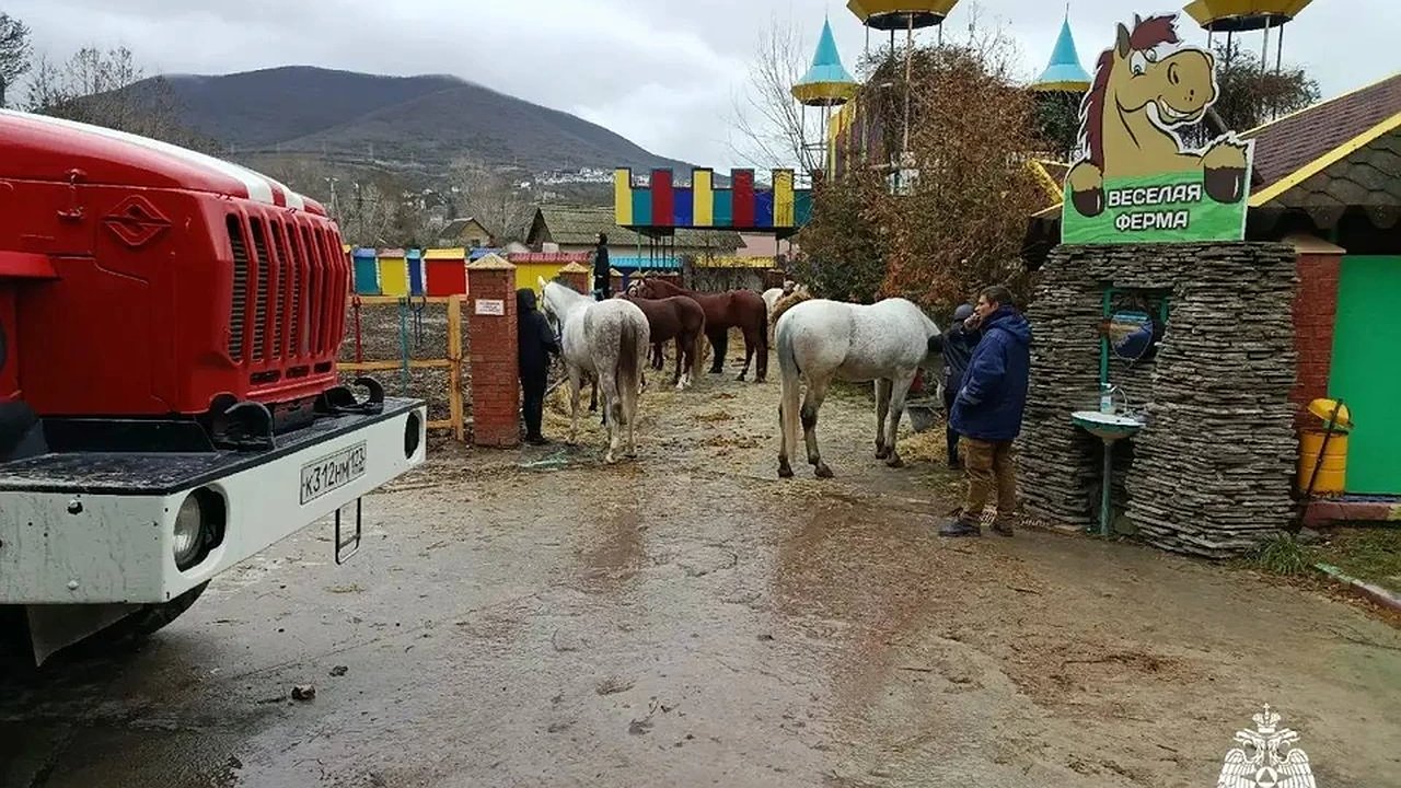 Главная картинка новости: Испуганные кони и человек: масштабный пожар в конюшне под Новороссийском удалось локализовать, спасены 22 живых существа