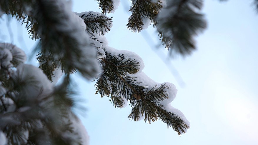 Главная картинка новости: Синоптики прогнозируют аномальное тепло в Сочи и Краснодаре на Рождество