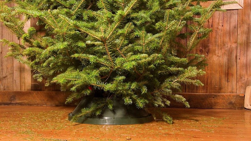 Главная картинка новости: Ёлку в мусорку не выношу: мой лайфхак утилизации — практичный и экологичный