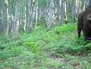 Зубры Кавказского заповедника «идут к морю»: фотоловушки засняли их в 40 км от привычных мест