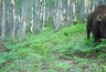 Зубры Кавказского заповедника «идут к морю»: фотоловушки засняли их в 40 км от привычных мест