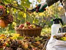 Яблоки гниют прямо на ветках: 5 шагов, которые помогут защитить яблоню осенью