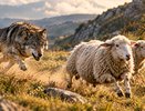 Волки подобрались к жилым домам на Кубани: прокуратура обсудила меры защиты скота