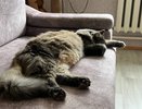 Кошка делает это не просто так: возможно, вы для неё особенный человек