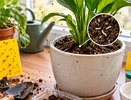 Мошки в цветочных горшках не исчезают: где прячутся личинки и как избавиться от них надолго