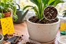 Мошки в цветочных горшках не исчезают: где прячутся личинки и как избавиться от них надолго