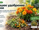 Не выбрасывайте бархатцы осенью: как использовать цветы для пользы огороду