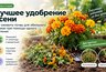 Не выбрасывайте бархатцы осенью: как использовать цветы для пользы огороду