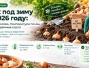 Когда сажать лук под зиму в 2026 году