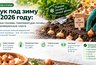 Когда сажать лук под зиму в 2026 году