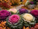 Когда цветы уже погибли, она только хорошеет: что посадить для красивого осеннего сада