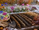 Не убирайте семена до весны. Какие цветы стоит посеять в ноябре
