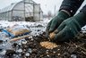 Сеем томаты под зиму и весной не возимся с рассадой: как получить крепкие всходы — сроки, сорта и правила