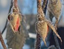 Заморозки до −3 °C идут на Кубань: МЧС объявило экстренное предупреждение на четыре ночи подряд