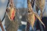 Заморозки до −3 °C идут на Кубань: МЧС объявило экстренное предупреждение на четыре ночи подряд