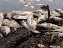 Массовый мор рыбы на Кубани: в реке Албаши нашли мертвых карпов и птиц