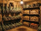 Две сухие веточки — и мыши обходят погреб стороной: дедовский способ перед закладкой урожая
