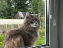 Зачем кошка приносит хозяину мышь: дело не в желании угостить