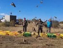 В Новороссийске выпустили в природу 500 фазанов северокавказского подвида