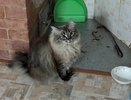Кошка постоянно просит есть — не спешите насыпать корм: сколько раз в день ей нужна еда