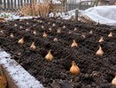 Чеснок не любит спешку: названы даты посадки в 2026 году — проверьте, успеваете ли вы
