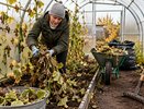 После огурцов не оставляйте грядку до весны: 4 осенних шага, которые упростят новый сезон