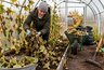 После огурцов не оставляйте грядку до весны: 4 осенних шага, которые упростят новый сезон