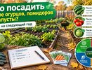 Что посадить после огурцов, помидоров и капусты: 7 правил севооборота для урожая в 2027 году