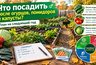 Что посадить после огурцов, помидоров и капусты: 7 правил севооборота для урожая в 2027 году