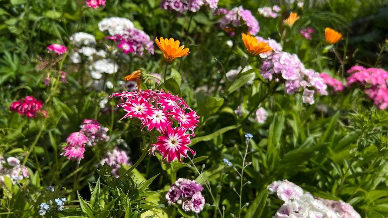 Главная картинка новости: Не убиваемые цветы: 10 самых стойких растений для бедной почвы и забывчивых садоводов