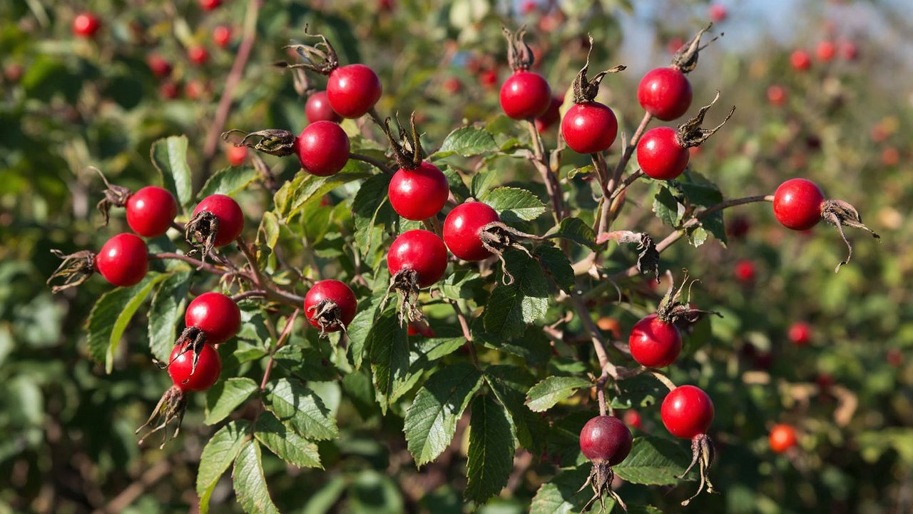 Главная картинка новости: Садовые агрессоры: 8 растений, от которых потом невозможно избавиться