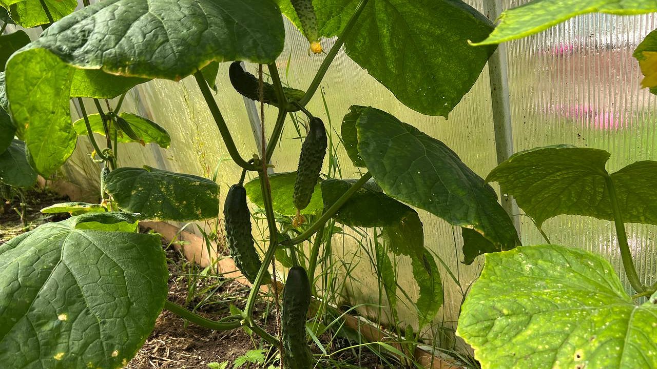 Главная картинка новости: Разрушаем главный миф: как получить ведро огурцов с куста без навоза