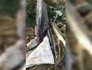 Рыболовецкую бригаду осудили на сроки до 5 лет за вылов осетра и белуги в Кубани