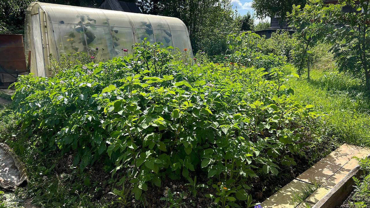 Главная картинка новости: Картофельные ростки вместо Эпина: рассада крепнет за 10 дней и не требует вложений