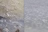 Миниатюра новости: В водоемах Кубани зафиксирован крупный мор рыбы, прокуратура подключилась к расследованию