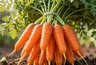 Миниатюра новости: Три сорта моркови, которые хранятся до весны и не теряют сладость