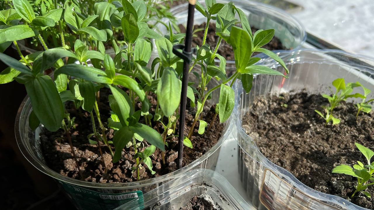 Главная картинка новости: Не спешите на свалку: 10 гениальных способов использовать старые пластиковые ящики на даче дёшево и сердито