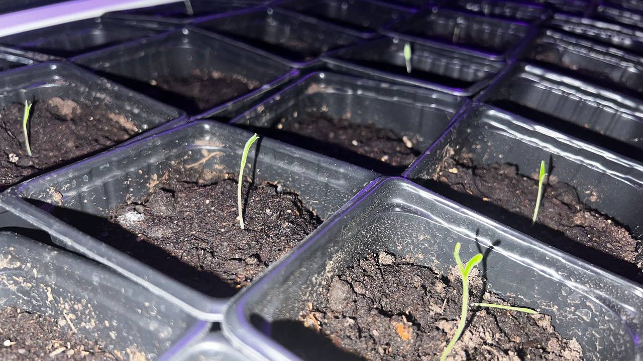 Главная картинка новости: Секрет быстрого проращивания перца: замачивание в перекиси и янтарной кислоте