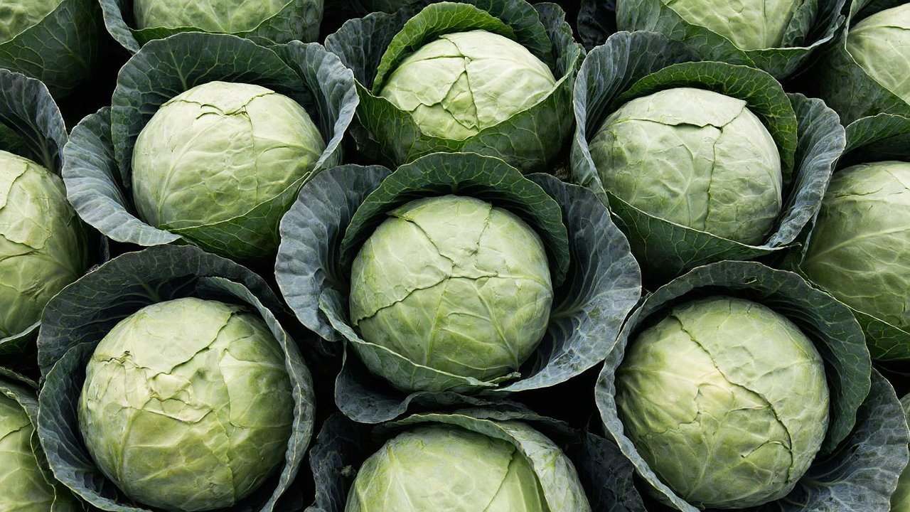 Главная картинка новости: Капуста до июня: 3 рабочих метода хранения для проблемного погреба, где она не гниет и не вянет