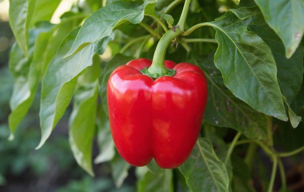 Тайная температура перца: почему он не всходит неделями и как заставить его "выстрелить" за 5 дней