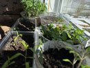 Всего две ошибки губят рассаду: как не превратить подоконник в болото и не потерять урожай