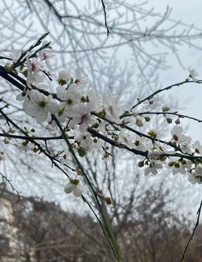 В Краснодарском крае ожидается аномальное тепло до +17 градусов