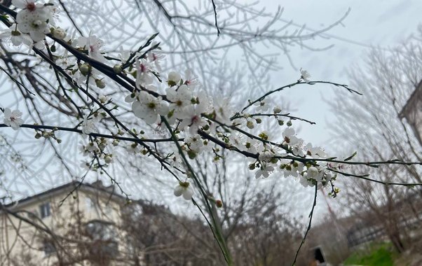 В Краснодарском крае ожидается аномальное тепло до +17 градусов