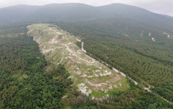 Суд обязал бизнесмена снести 12 построек в лесу Геленджика, где растет краснокнижная сосна