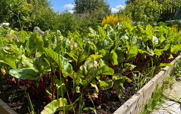 Рассада взойдёт на ура: лунный календарь садовода на апрель 2026 с точными датами