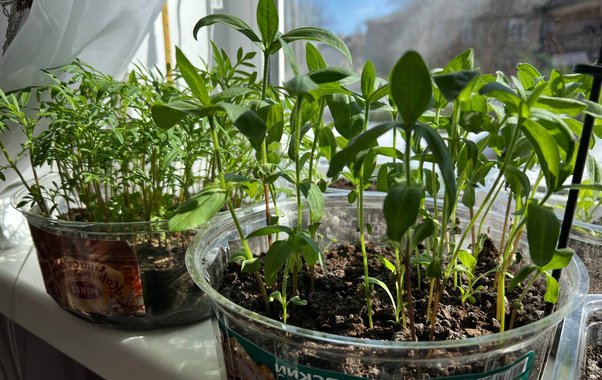 2 дела для рассады томатов, чтобы реже поливать после высадки и не бояться жары