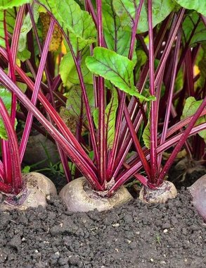 Кубань приступила к посеву сахарной свеклы на 225 тысячах гектаров