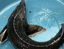 Весенний учет осетровых завершается на рыбоводных заводах Кубани — когда начнется нерестовая кампания: даты объявят в ближайшие дни